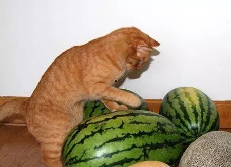 不顾形象的吃瓜,形象尽失！盘点那些不顾形象的“吃瓜”瞬间