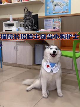 今日头条小宠物图,今日头条小宠物图集锦”