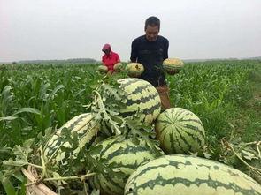 吃瓜群众深圳分部,吃瓜群众的热议焦点与幕后故事