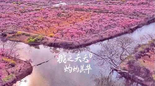 新昌桃花湾新闻头条,万人赏花狂欢盛宴启幕