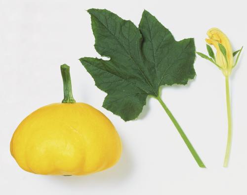 不吃瓜吃瓜叶的南瓜