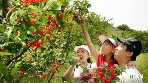 潍坊头条摘樱桃事件,一场甜蜜的误会引发的网络热议