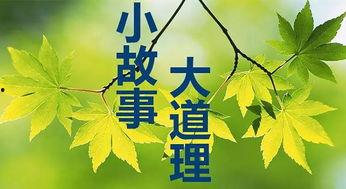 雨后小故事西红网,西红网里的温馨小故事