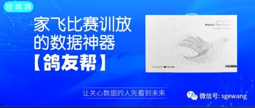 橡皮鸽网红打卡,探寻城市新地标的风潮之旅