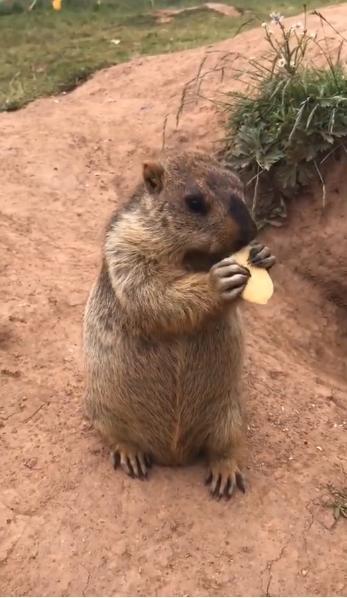 土拨鼠吃红瓜的故事,一场关于友谊与勇气的冒险之旅
