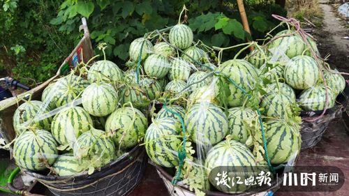 西城城吃瓜视频,揭秘娱乐圈幕后故事