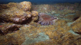 海星吃瓜,揭秘海洋中的“吃瓜”现象