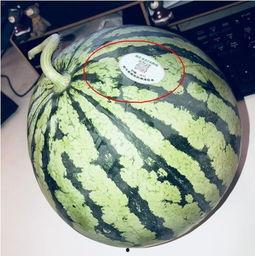 纸飞机网红吃瓜