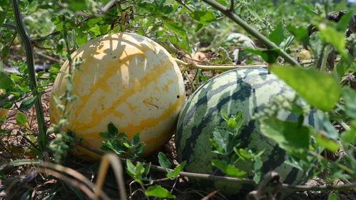 51吃瓜怎样去水印,轻松恢复高清视频，还原精彩瞬间