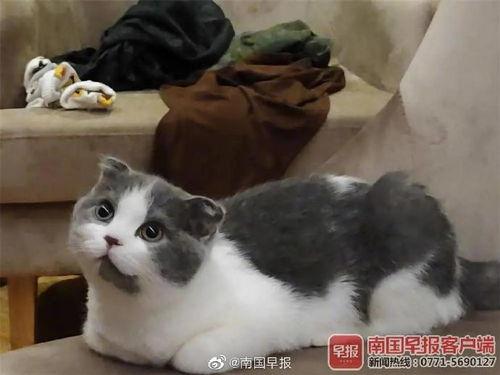 头条巨型猫图片,网友直呼“萌化眼球”！
