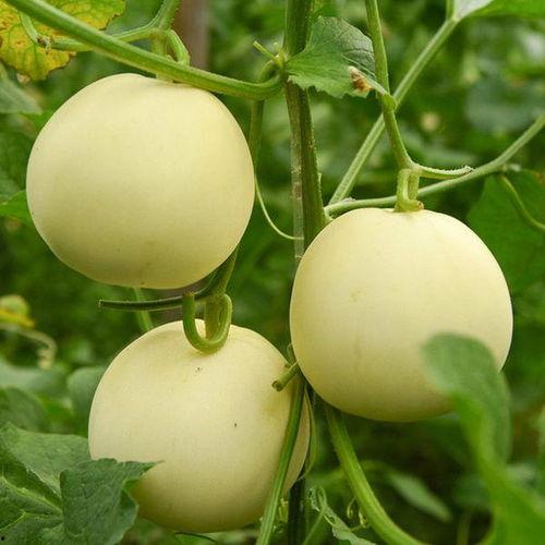 天瓜老师,揭秘农业科技新篇章