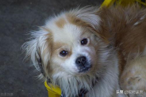 头条有什么品种的狗狗,各式狗狗品种大盘点